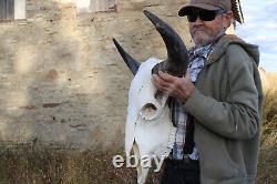 Buffalo Bison Head Skull Horns