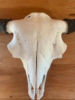 Buffalo Bison Head Skull Horns