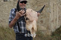 Buffalo Bison Head Skull Horns