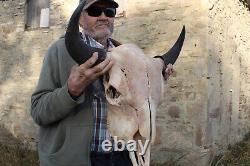 Buffalo Bison Head Skull Horns