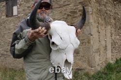 Buffalo Bison Head Skull Horns