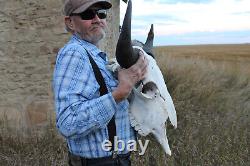 Buffalo Bison Head Skull Horns