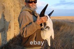 Buffalo Bison Head Skull Horns