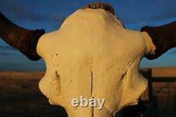 Buffalo Bison Head Skull Horns