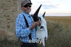 Buffalo Bison Head Skull Horns