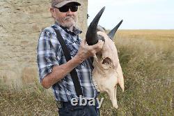 Buffalo Bison Head Skull Horns