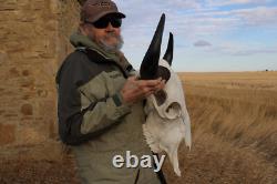 Buffalo Bison Head Skull Horns