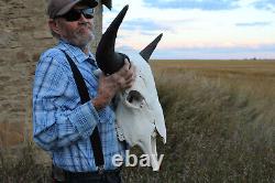 Buffalo Bison Head Skull Horns