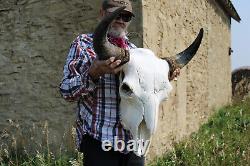 Buffalo Bison Head Skull Horns