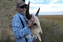 Buffalo Bison Head Skull Horns