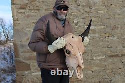 Buffalo Bison Head Skull Horns