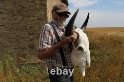 Buffalo Bison Head Skull Horns