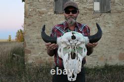 Buffalo Bison Head Skull Horns