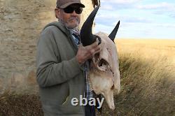 Buffalo Bison Head Skull Horns