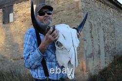 Buffalo Bison Head Skull Horns