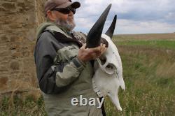 Buffalo Bison Head Skull Horns