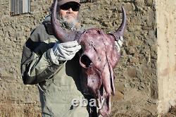 Buffalo Bison Head Skull Horns