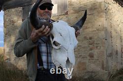 Buffalo Bison Head Skull Horns