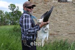 Buffalo Bison Head Skull Horns