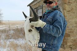 Buffalo Bison Head Skull Horns