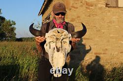 Buffalo Bison Head Skull Horns