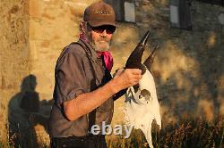 Buffalo Bison Head Skull Horns