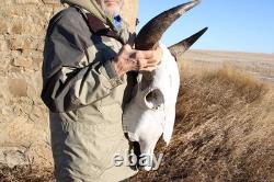 Buffalo Bison Head Skull Horns