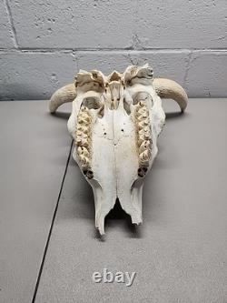 Buffalo Bison Head Skull Horns