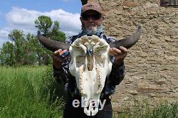 Buffalo Bison Head Skull Horns