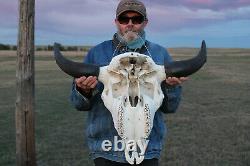 Buffalo Bison Head Skull Horns