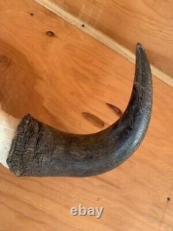 Buffalo Bison Head Skull Horns