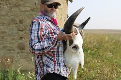 Buffalo Bison Head Skull Horns