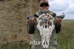 Buffalo Bison Head Skull Horns