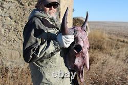 Buffalo Bison Head Skull Horns