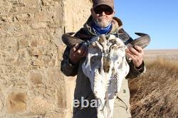 Buffalo Bison Head Skull Horns