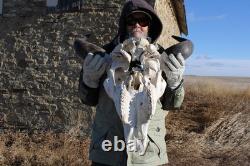 Buffalo Bison Head Skull Horns
