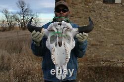 Buffalo Bison Head Skull Horns