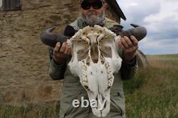 Buffalo Bison Head Skull Horns