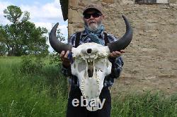 Buffalo Bison Head Skull Horns