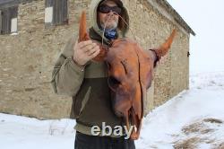 Buffalo Bison Head Skull Horns
