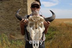Buffalo Bison Head Skull Horns