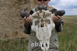 Buffalo Bison Head Skull Horns