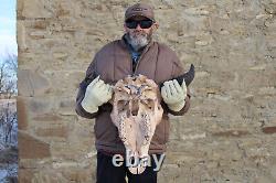 Buffalo Bison Head Skull Horns