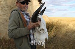 Buffalo Bison Head Skull Horns