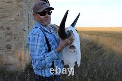 Buffalo Bison Head Skull Horns