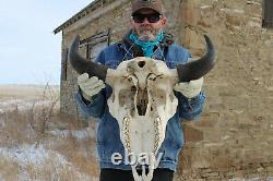 Buffalo Bison Head Skull Horns