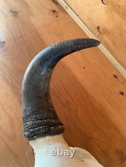 Buffalo Bison Head Skull Horns