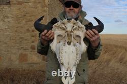 Buffalo Bison Head Skull Horns