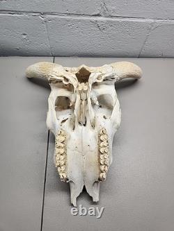 Buffalo Bison Head Skull Horns