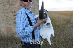 Buffalo Bison Head Skull Horns